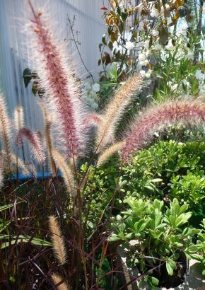 Rotes Lampenputzergras (Pennisetum advena `rubrum`) - 20 Samen