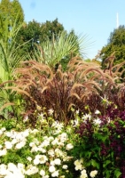 Rotes Lampenputzergras (Pennisetum advena `rubrum`) - 20 Samen