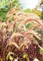 Rotes Lampenputzergras (Pennisetum advena `rubrum`) - 20 Samen