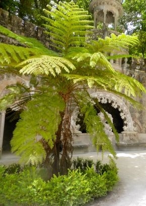 Australischer Baumfarn (Cythaea australis) - 300 Sporen