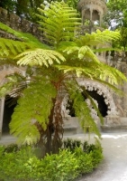 Australischer Baumfarn (Cythaea australis) - 300 Sporen