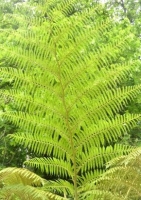 Australischer Baumfarn (Cythaea australis) - 300 Sporen