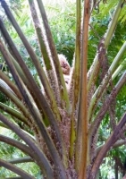 Australischer Baumfarn (Cythaea australis) - 300 Sporen