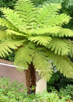 Australischer Baumfarn (Cythaea australis) - 300 Sporen