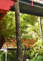 Austral. Schuppenbaumfarn (Cythaea cooperi) - 300 Sporen