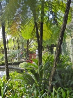 Austral. Schuppenbaumfarn (Cythaea cooperi) - 300 Sporen