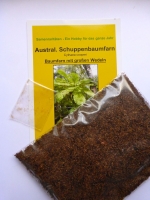 Austral. Schuppenbaumfarn (Cythaea cooperi) - 300 Sporen