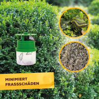 Solabiol Buchsbaumzünsler-Falle