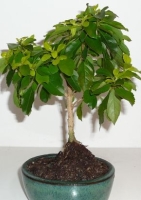 Bonsai - Duranta / Skyflower (Duranta repens) - 10 Samen