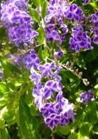 Bonsai - Duranta / Skyflower (Duranta repens) - 10 Samen