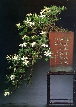 Bonsai - Gardenie (Gardenia jasminoides) - 30 Samen, 3,95
