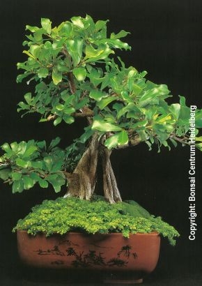 Bonsai - Natal-Feige (Ficus natalensis) - 20 Samen