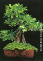 Bonsai - Natal-Feige (Ficus natalensis) - 20 Samen