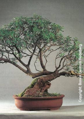 Bonsai - Zierpistazienbaum (Pistacia lentiscus) - 25 Samen