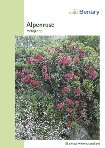Rhododendron Alpenrose