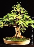 Apfelguave Zimmerbonsai