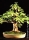 Apfelguave Zimmerbonsai
