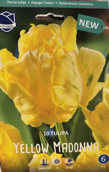 Tulpe Yellow Madonna 10 Stk.