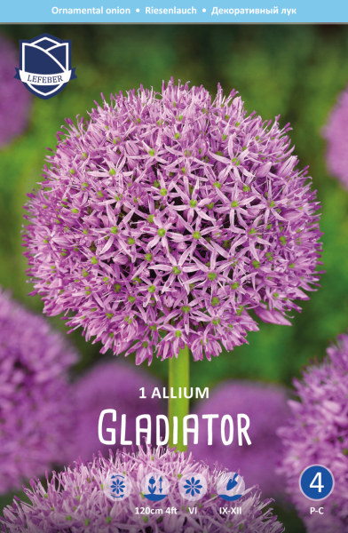 Allium Gladiator 120cm 1 Stk.