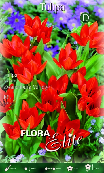 Tulpe Praestans Zwanenburg 25Stk.