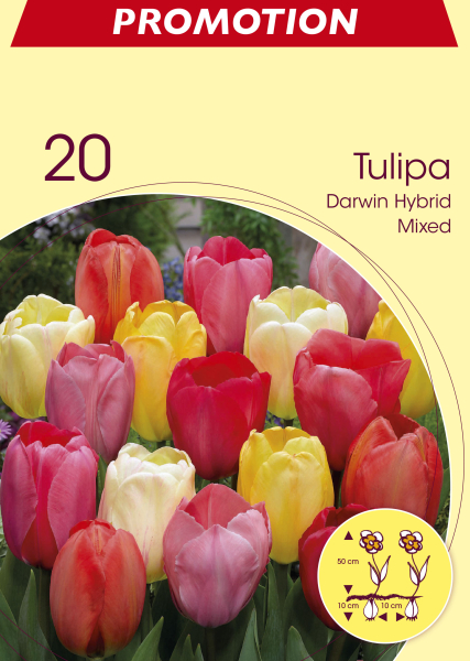 Tulpen Darwin Mischung 20St.