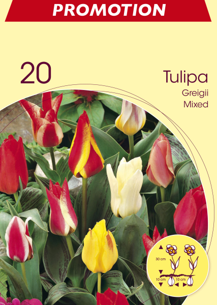 Tulpen Greigii Mischung 20St.