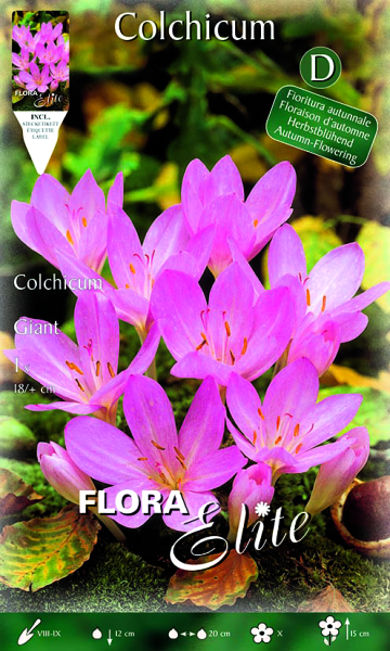 Herbstzeitlose Giant