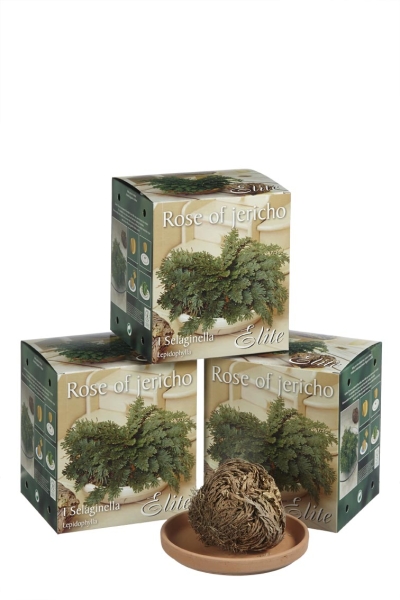 Rose von Jericho mit Schale