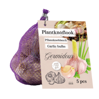 Pflanzknoblauch Germidour 5 Stück