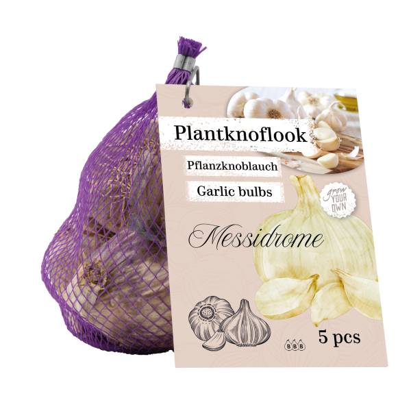 Pflanzknoblauch Messidrome 5 Stück