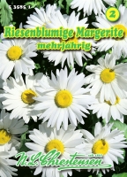 Margerite Riesenblumig
