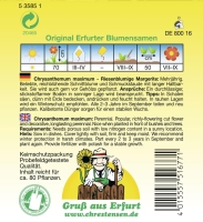 Margerite Riesenblumig