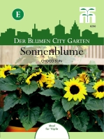 Sonnenblume Choco Sun ca.35cm MHD 12/25