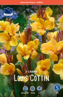 Canna Louis Cotton 60cm