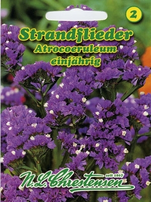 Statice dunkelblau MHD 01/26