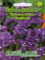 Statice dunkelblau MHD 01/26