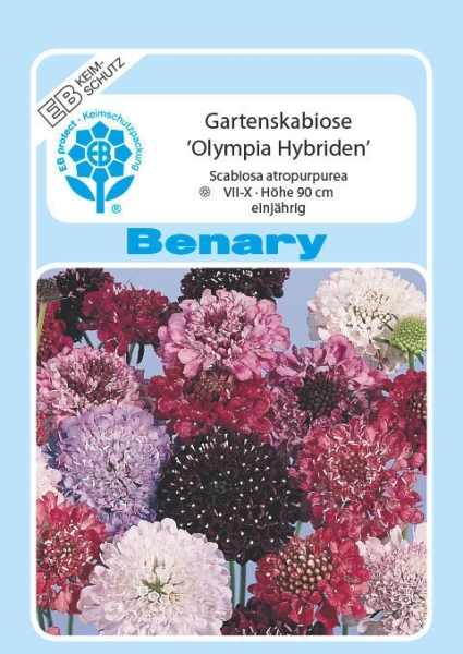 Skabiose Olympia MHD 12/25