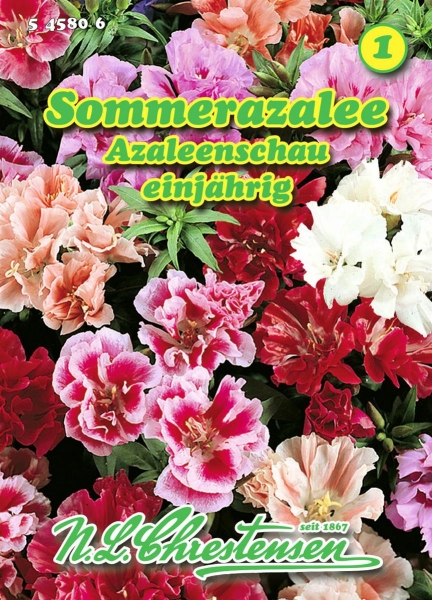 Sommerazalee Azaleenschau MHD 01/26