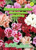 Sommerazalee Azaleenschau MHD 01/26