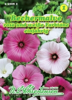 Bechermalve rosa und weiß MHD 01/26