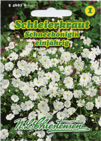 Schleierkraut Schneekönigin MHD 01/26