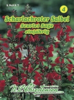 Salbei Scharlachroter MHD 01/26