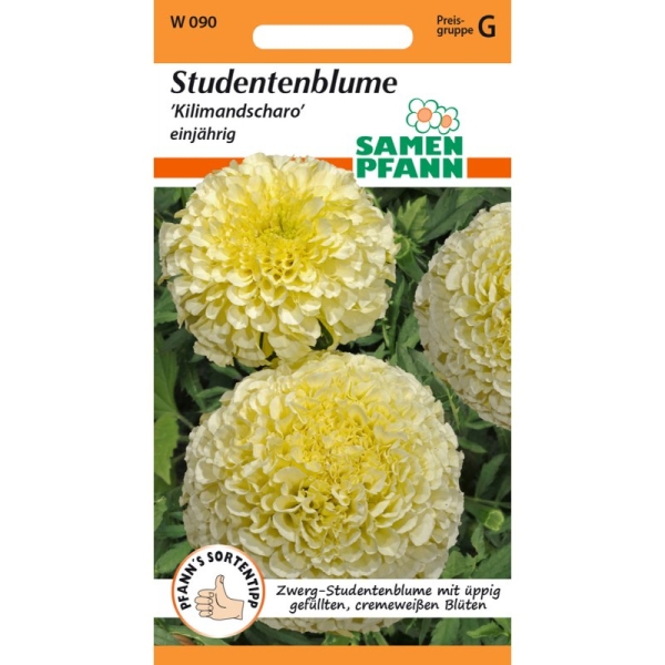 Studentenblume Kilimandscharo MHD 01/26