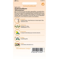 Studentenblume Kilimandscharo MHD 01/26