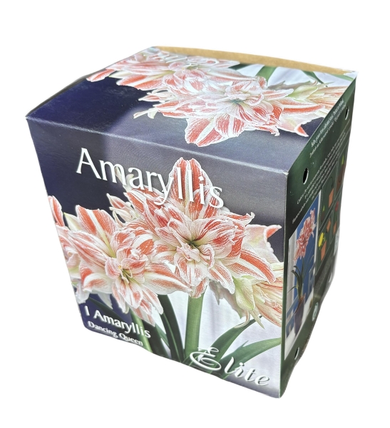 Amaryllis Dancing Queen mit Topf+Erde