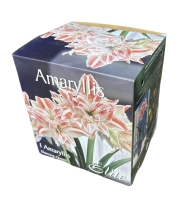 Amaryllis Dancing Queen mit Topf+Erde