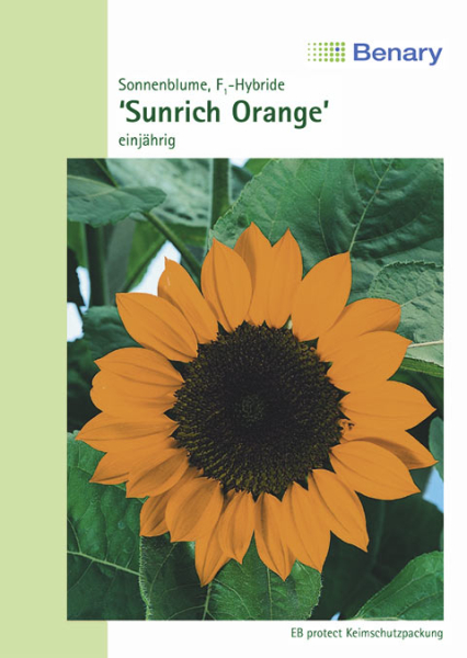 Sonnenblume Sunrich Orange ca.120cm