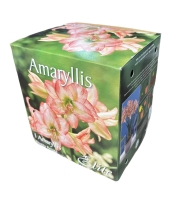 Amaryllis Double Record mit Topf+Erde
