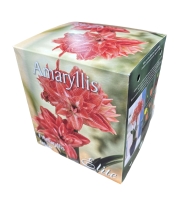 Amaryllis Lady Jane mit Topf+Erde