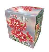 Amaryllis Pasadena mit Topf+Erde